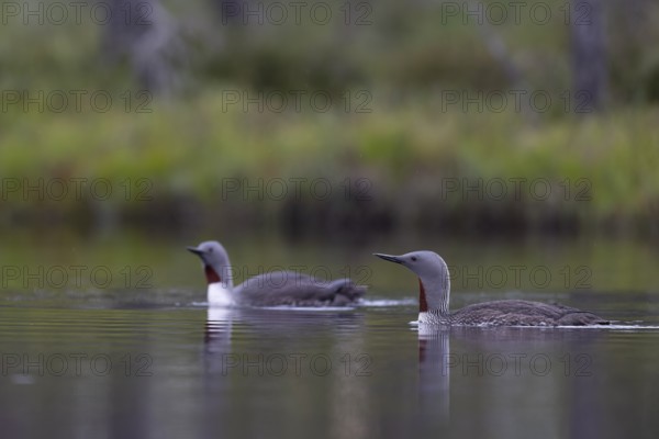 Red-throated diver (Gavia stellata), Sweden, Europe