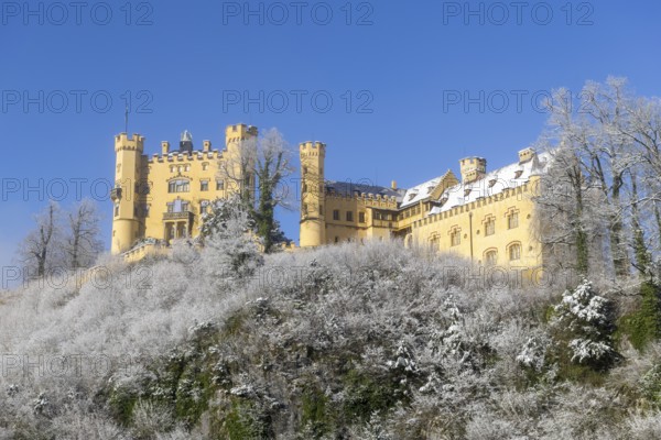 Picturesque yellow castle rises above a wintry landscape with snow-covered trees, Hohenschwangau