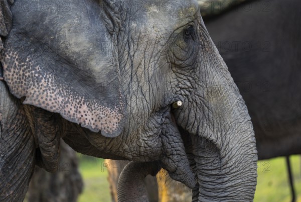 Asian captive elephant eating sugarcane using trunk