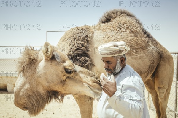 Camel breeder with his dromedaries (Camelus dromedarius) on his farm near Shisr, Dhofar, Oman, Asia