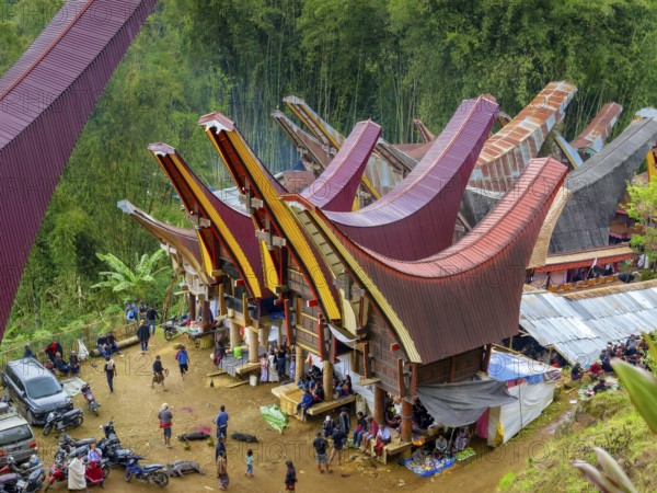 Traditional colourful houses, curved roofs, village in Tana Toraja, Sulawesi, Indonesia, Asia