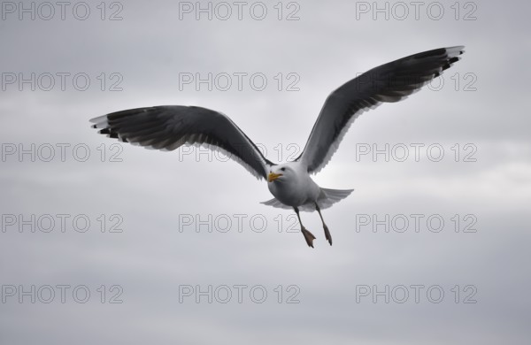 Great black-backed gull (Larus marinus) in flight in Norway