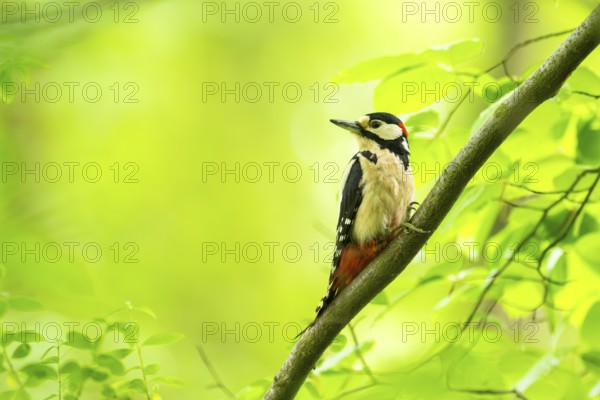 Great spotted woodpecker (Dendrocopos major) sitting on a branch, Bavaria, Germany, Europ, Europe