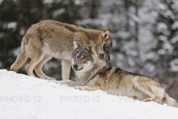 A young grey wolf (Canis lupus lupus) plays with its father on the sloping, snow-covered meadow on