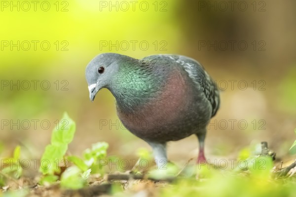 Feral pigeons (Columba livia domestica) walking on the ground, Bavaria, Germany, Europe