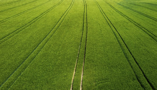 Drone image, grain field with lanes on the field, from above, agriculture, Innviertel, Upper