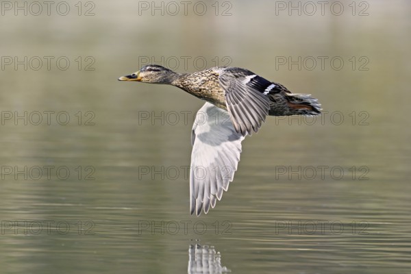 Mallard (Anas platyrhynchos), female in flight, Flachsee, nature reserve, Reusstal, Canton Aargau,