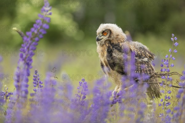 One young Eurasian Eagle Owl, Bubo bubo, sitting on a twig between lupines growing on a meadow