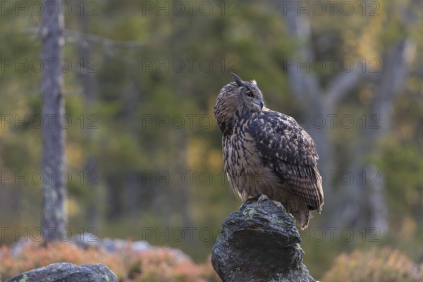 One Eurasian Eagle Owl, Bubo bubo, sitting on grey rocks, a green forest in the background. Early