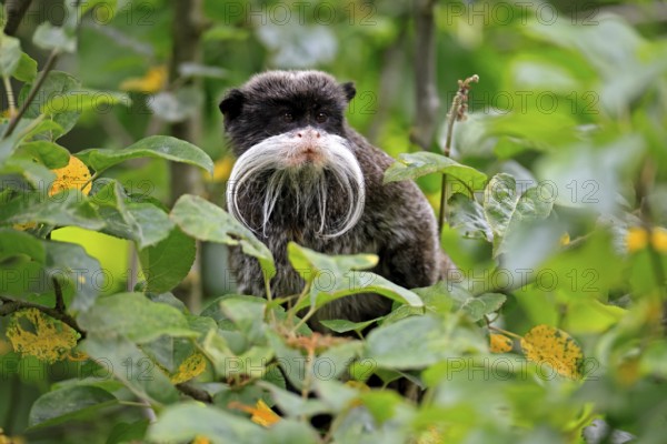 Emperor bearded tamarin (Saguinus imperator subgrisescens), adult, on tree, portrait, alert, South