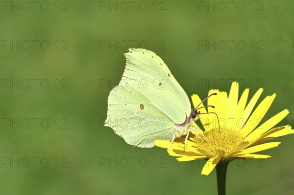 Lemon butterfly (Gonepteryx rhamni), male sitting on a yellow flower, Wilnsdorf, North