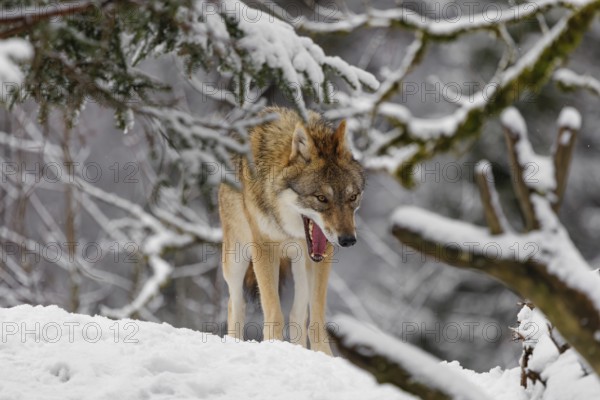 An adult female grey wolf (Canis lupus lupus) stands yawning in the thicket of a sloping,