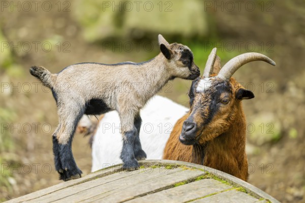 Close-up of domestic goat (Capra aegagrus hircus) mother with her kids, Bavaria, Germany, Europe