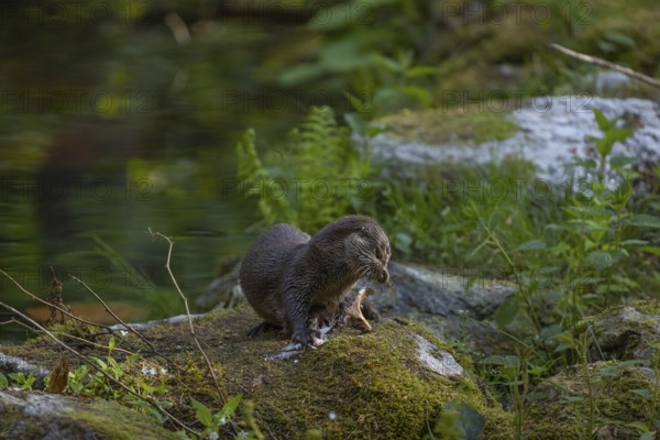 One Eurasian otter (Lutra lutra), sitting on a mossy rock and eating a fresh caught fish