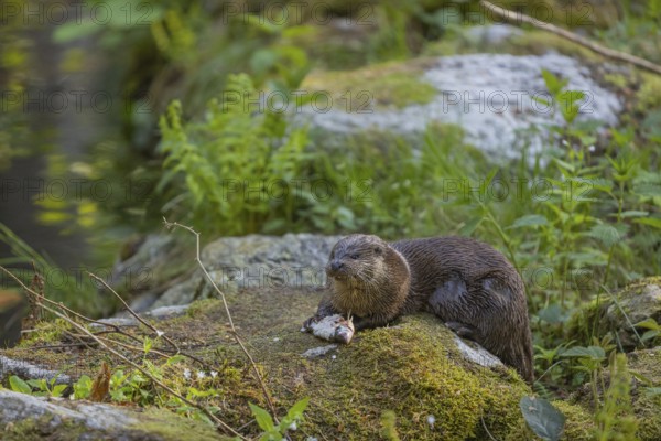 One Eurasian otter (Lutra lutra), sitting on a mossy rock and eating a fresh caught fish