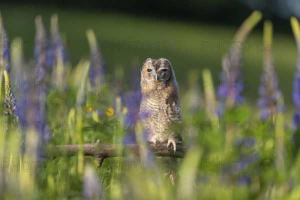 One young Ural owl (Strix uralensis) sitting on a branch lying in a field of flowering lupines in
