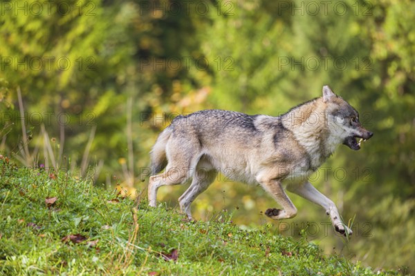 A eurasian gray wolf (Canis lupus lupus) runs across a meadow down a hill. Early morning light