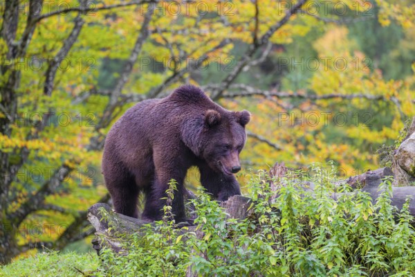A young male brown bear (Ursus arctos arctos) stands on top of a small hill. Trees in fall foliage