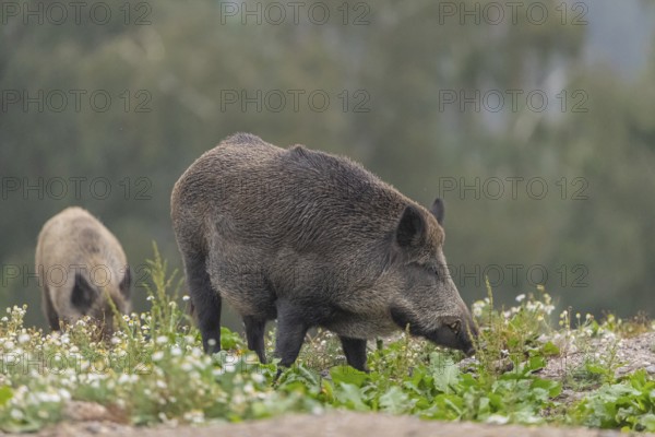 Two adult wild boar or wild pig (Sus scrofa) searching for food on a flowering meadow in late