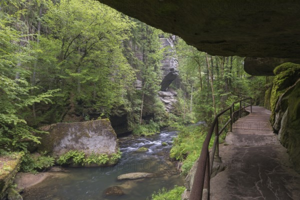 Hiking path in the Wild Gorge, river Kamnitz, Hrensko, Ustecky kraj, Czech Republic, Europe