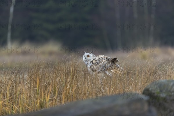 One Siberian Eagle Owl (Bubo bubo sibiricus) sitting on the ground between tall reed grass