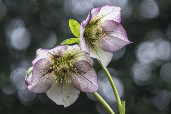 Lenzrose (Helleborus orientalis-Hybride Picote), Emsland, Lower Saxony, Germany, Europe