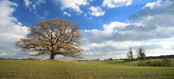 Solitary oak tree in autumn colours in a field, blue sky with stormy clouds, near Röbel,