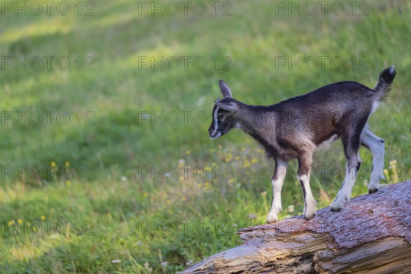 One Tauernschecke goatling, Capra aegagrus hircus, standing on a tree trunk lying on meadow