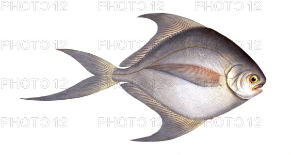 Fish, fish, genus of ray-finned fish from the butterfish family, Stromateus cinereus, the grey