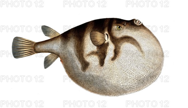 Fish, fish, genus of the puffer fish family, Tetrodon hispidus, the Sea Weather-Cock, Historical,