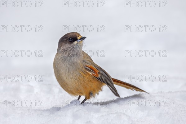 Siberian jay (Perisoreus infaustus, Corvus infaustus) foraging on snow covered ground in the taiga