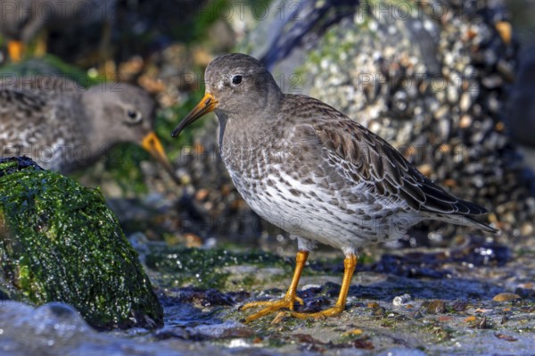 Purple sandpipers (Calidris maritima) in non-breeding plumage foraging among rocks on rocky shore