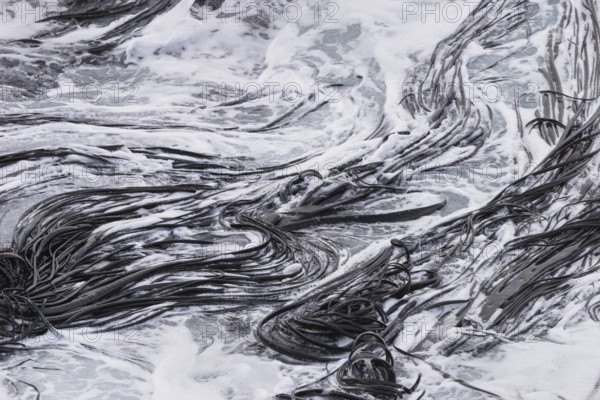 Seaweeds, Otago Peninsula, Dunedine, Otago, South Island, New Zealand, Oceania