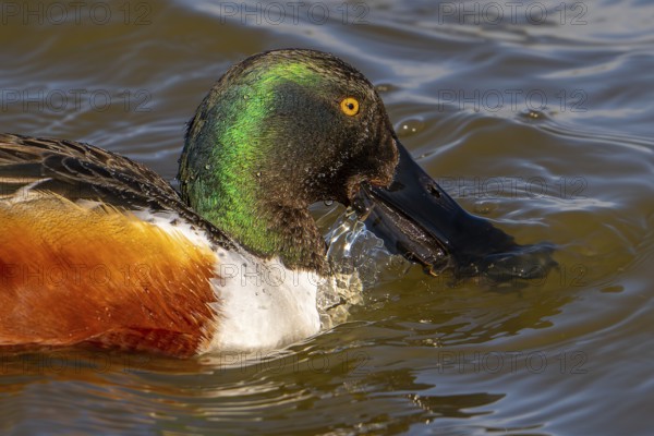 Northern shoveler (Spatula clypeata) adult male skimming crustaceans and plankton from the water's