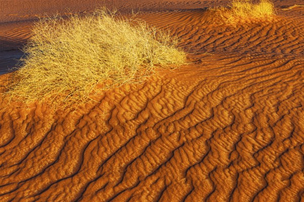 Wind-sculpted sand structure with green vegetation, in the Rub al Khali desert, Dhofar province,