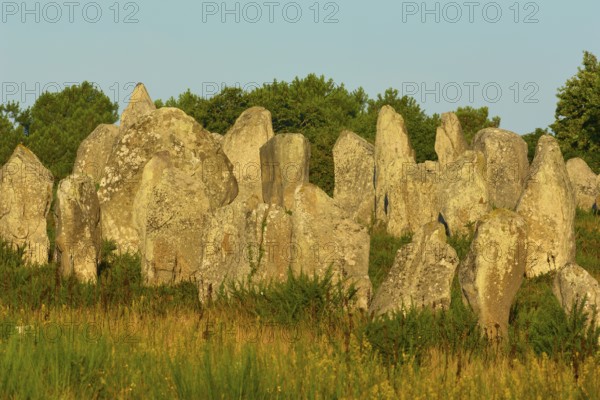 Neolithic menhirs, standing stones in Carnac with sunrise, Carnac, Quiberon, Morbihan, Brittany,