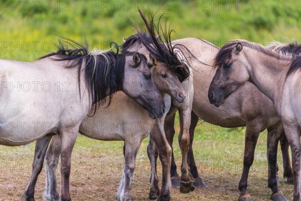A herd of tarpans (Equus ferus) stands in a clearing in the Masuria tarpan horse reserve, belonging