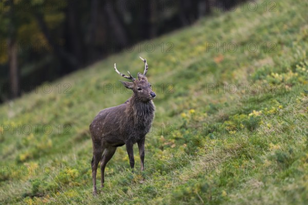 One male Manchurian sika deer or Dybowski's sika deer (Cervus nippon mantchuricus or Cervus nippon