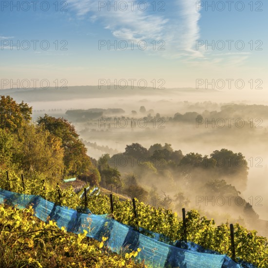 Vineyard in the morning light, view over landscape with morning fog in the Saale valley near