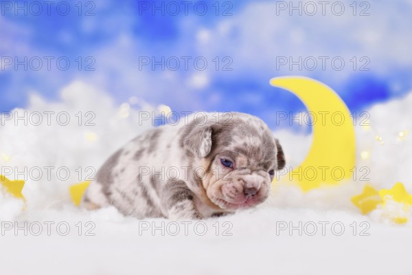 Young wrinkly merle French Bulldog dog puppy between fluffy clouds with stars and moon