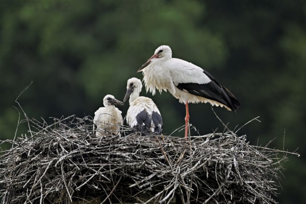 White stork (Ciconia ciconia), adult with two chicks standing on eyrie, Canton Aargau, Switzerland,