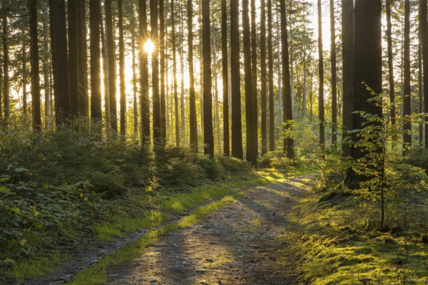 Forest path through a coniferous forest in the morning sun, Grünbach, Vogtland, Saxony, Germany,