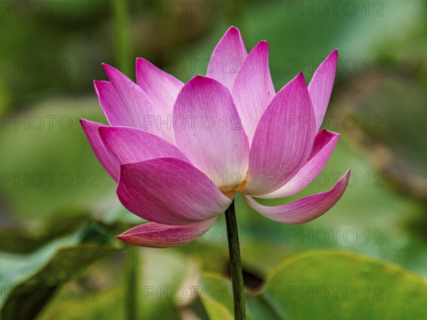 Lotus flower (Nelumbo) blossom, Sulawesi, Indonesia, Asia