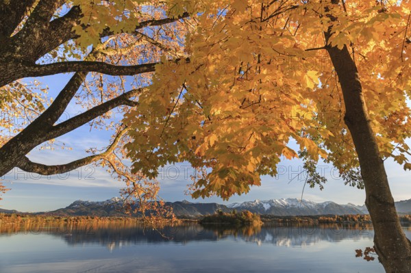 Autumn coloured trees, mountains, lake, reflection, evening light, sunny, Staffelsee, Alpine