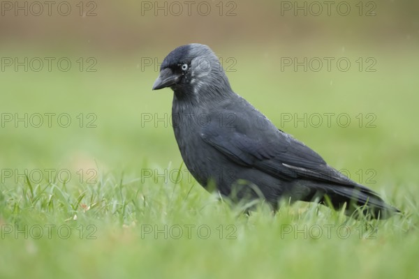 Jackdaw (Corvus monedula) adult bird on a garden grass lawn, England, United Kingdom, Europe