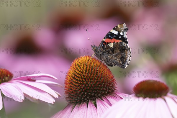 Red admiral butterfly (Vanessa atalanta) adult insect feeding on garden Cone flower (Echinacea