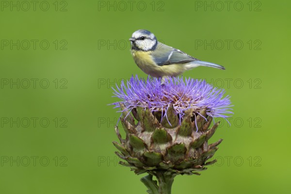 Blue tit (Cyanistes Caeruleus) adult bird on a garden Artichoke thistle flower in the summer,