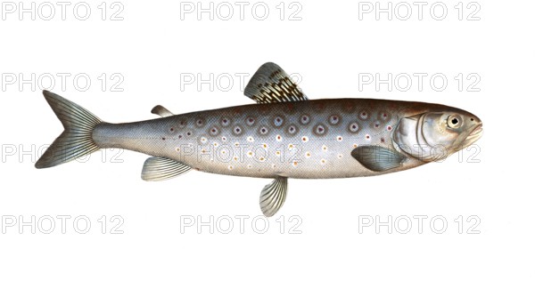 Fish, Fish, Salmon family, Salmo goedenii, the lake trout, the goeden's family of salmon fish,
