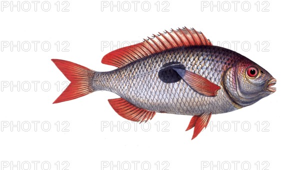 Fish, Fish, Sea bream family, Sparus maena, Historical, digitally restored reproduction from a 19th