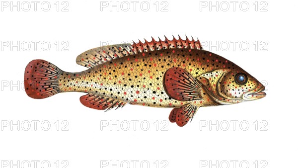 Fish, fishes, genus of hussar fishes, Holocentrus punctatus, the punctulated Sogo, the punctulated